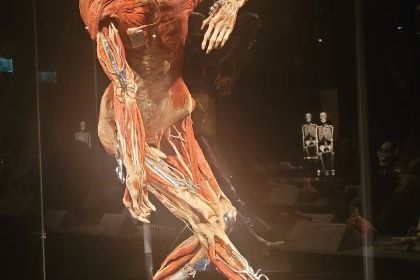 Wystawa Body Worlds w Katowicach 