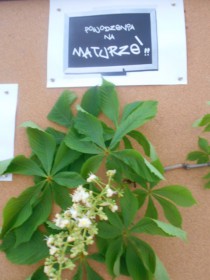 Matura 2015